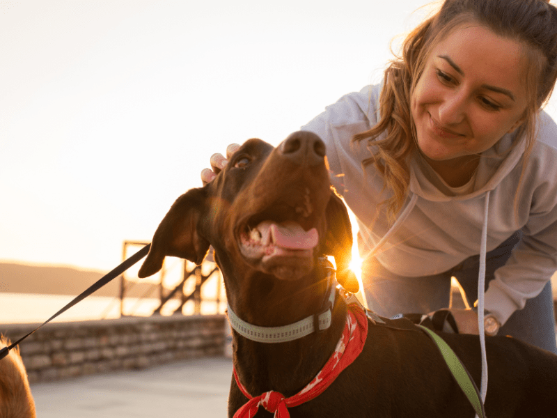 Rover Dog Walking Business Platform Revenue Model for Gig Economy Workers