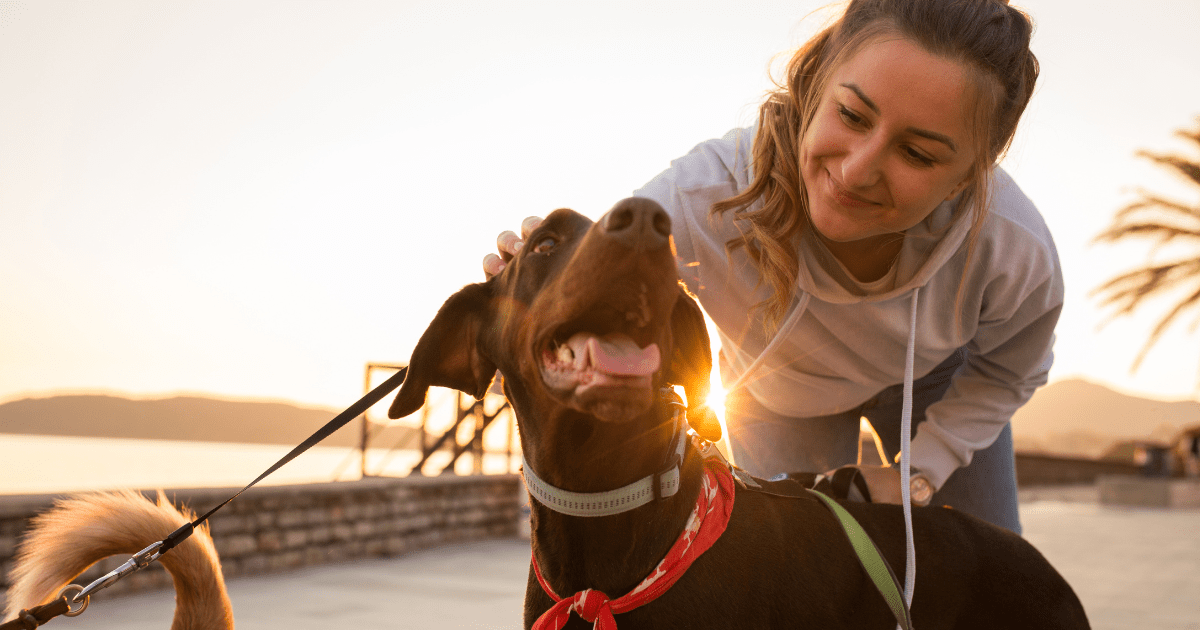 Rover Dog Walking Business Platform Revenue Model for Gig Economy Workers